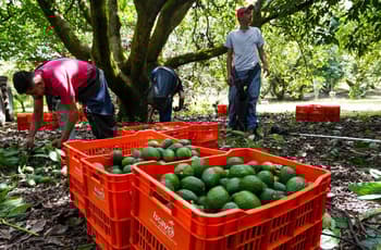 Denominación de origen: el aguacate michoacano quiere su sello de identidad