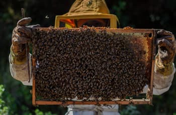 Entre miel, reinas, zánganos y obreras: así es la crianza de abejas en CDMX
