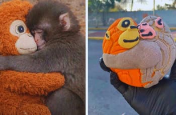 ¡Llegaron las Conchanguitos! Dónde comprar el pan de Punch que es viral en CDMX