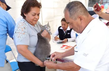 Vacuna contra la rabia gratis para lomitos y michis del Edomex: checa fechas y sedes