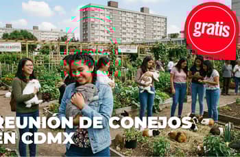 Lánzate a la reunión de conejos y cuyos en la CDMX: habrá bazar, snacks y convivencia