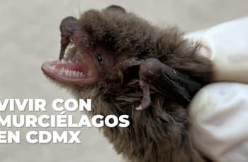 Guardianes Alados: la iniciativa que protege murciélagos en CDMX