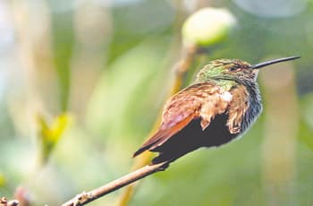 Los colibríes resisten entre smog, asfalto y depredadores