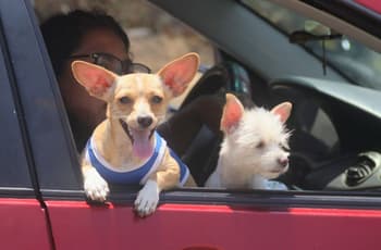 ¡Firulais ya tendrá CURP! Si adoptas o compras una mascota en Edomex, deberás registrarla