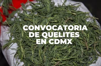 Abren convocatoria en CDMX para compartir recetas con huauzontle, romeritos y verdolagas