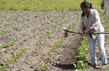 Mujeres productoras podrán liberarse de deudas impagables: así funciona el programa “Volver a Crecer”