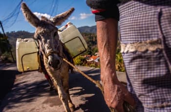 Nueva ley en el Edomex protege a caballos y burros: tienen derecho a un día libre y hora para comer