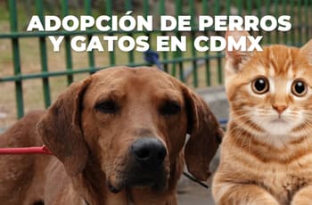 ¡Lleva un nuevo amigo a casa! Habrá jornada de adopción de perros y gatos en CDMX