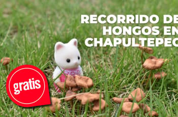 Chapultepec tendrá paseo de hongos y fotografía de Ternurines este julio: ¿cuándo?