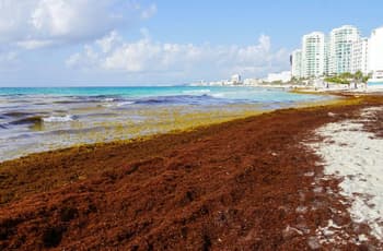 Estos son los productos que pueden elaborarse con el sargazo recolectado en Quintana Roo