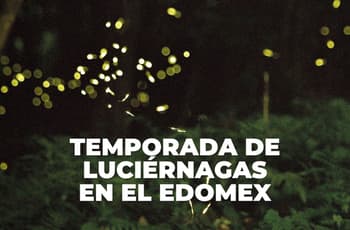 ¿Dónde ver luciérnagas cerca de CDMX? Estos son los mejores destinos del Edomex
