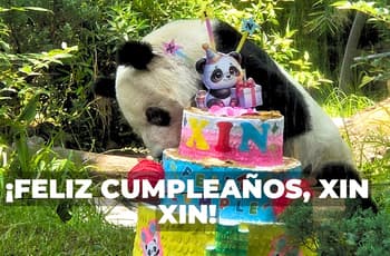 CDMX de fiesta: Xin Xin cumple 36 años y chilangos arman pachanga en Chapultepec