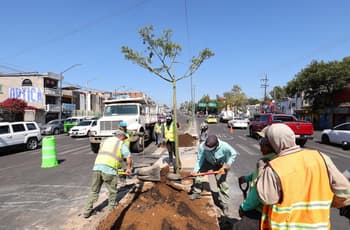 CDMX plantará un millón de árboles para 2030: qué especies y dónde será la reforestación