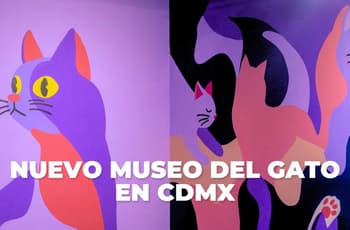 ¡Miaugnífico! Así es el Museo del Gato, el nuevo palacio de los michis en CDMX; ¿cuándo abre?