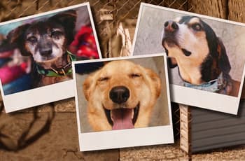 ¿Cómo adoptar un perro en CDMX? Así puedes llevar a casa a Chacal, Roñas y más perros del Refugio Franciscano