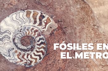 El secreto prehistórico del Metro: fósiles se esconden en el piso del Sistema de Transporte Colectivo, ¿los has visto?