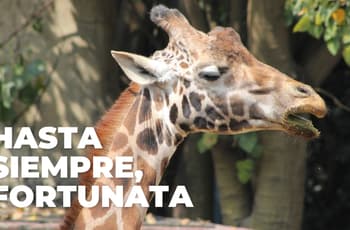 Murió Fortunata, la jirafa más longeva del zoológico de Chapultepec: 5 datos para recordarla