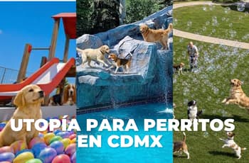 ¡Estará perrona! Habrá Utopía Canina en CDMX con alberca, gimnasio y laberinto para perros