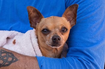 ¡Lleva al Toby! Edomex tendrá mega jornada de esterilización para perros y gatos… GRATIS