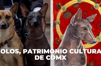 Cultura en torno al perro xoloitzcuintle ya es Patrimonio Inmaterial de CDMX