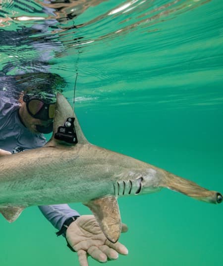 ¡Tiburones: Los reyes del mar en CDMX! Lánzate a la experiencia inmersiva estas vacaciones | Foto: Acuario Inbursa