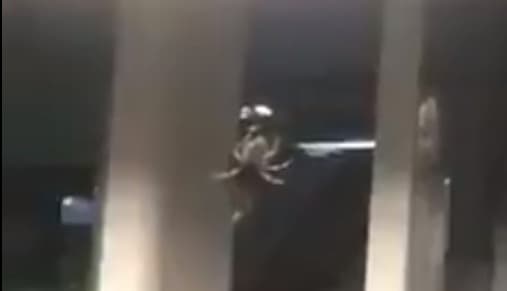 araña en el metro