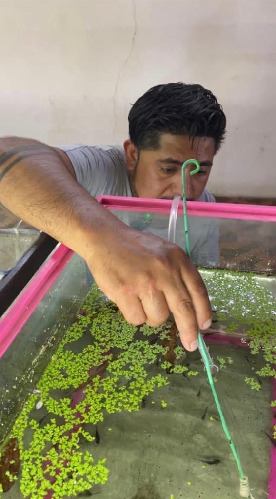 Todo lo que no sabías de los ajolotes: fuimos con un experto y salimos en shock | Foto: Liz Basaldúa