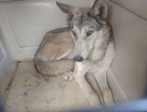 lobo en san juan de aragón