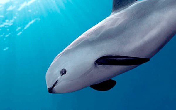 animales en peligro de extinción en méxico