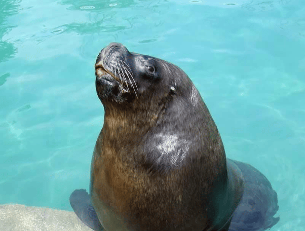 lobo marino del zoológico de Aragón