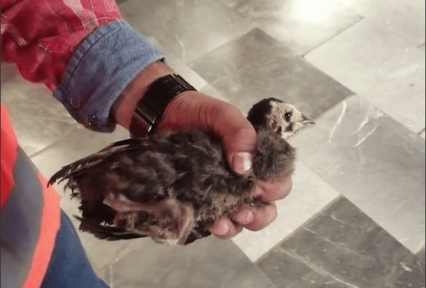 guajolote bebé en pantitlán