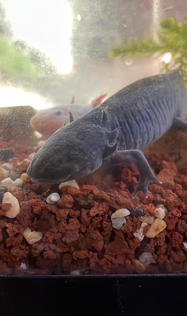 Todo lo que no sabías del ajolote: fuimos con un experto y salimos en shock | Foto: Liz Basaldúa