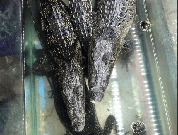 cocodrilos en Mercado de la colonia Morelos