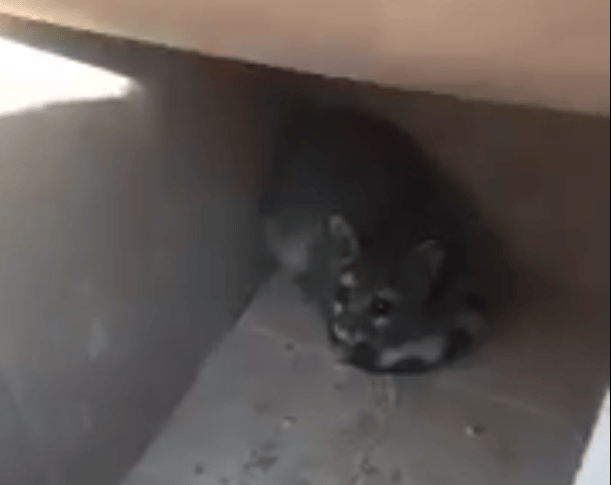 cacomixtle en calles del centro histórico