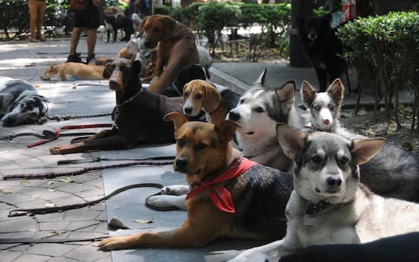 maltrato animal en el Edomex