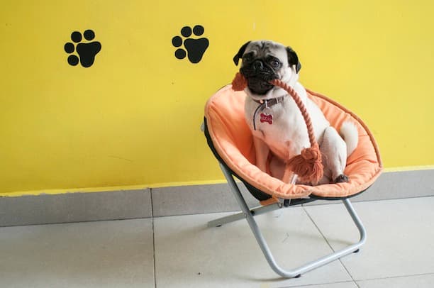 mascota en el avión