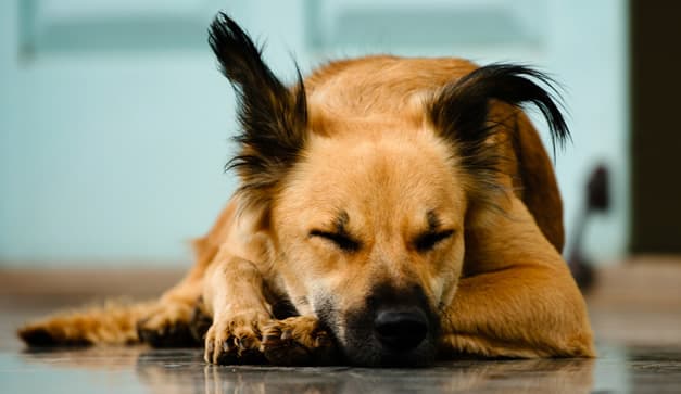 crematorios para mascotas en la CDMX