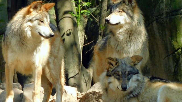 cachorros de lobo mexicano