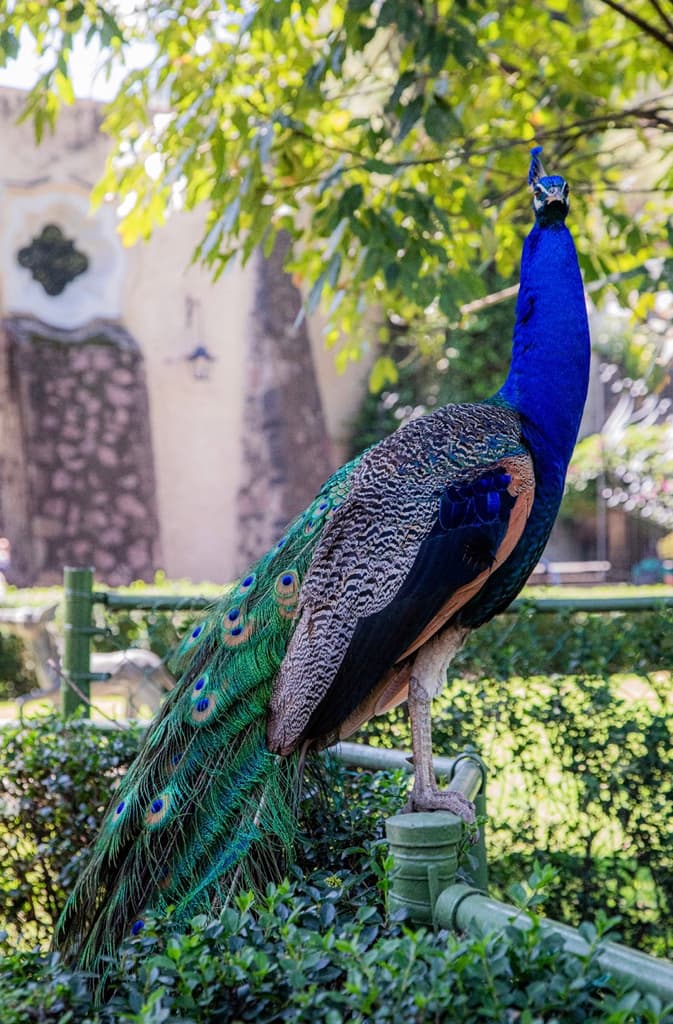 Museo Dolores Olmedo reabre sus puertas en Xochimilco tras seis años de trabajos de conservación | Foto: Rafael Amed