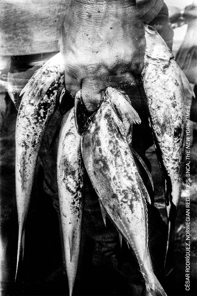 Parte de la pesca obtenida por Enrique en Las Barrancas, Veracruz. Los cambios en el ecosistema marino y la erosión de las costas han reducido la presencia de especies y complicado la actividad pesquera en la región. Foto: César Rodríguez