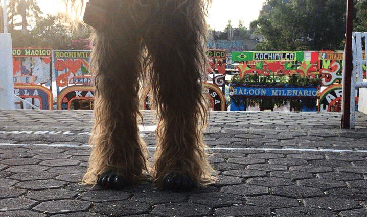 Chewbacca en Xochimilco