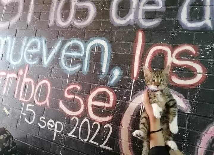 gato asesinado en el CCH Vallejo