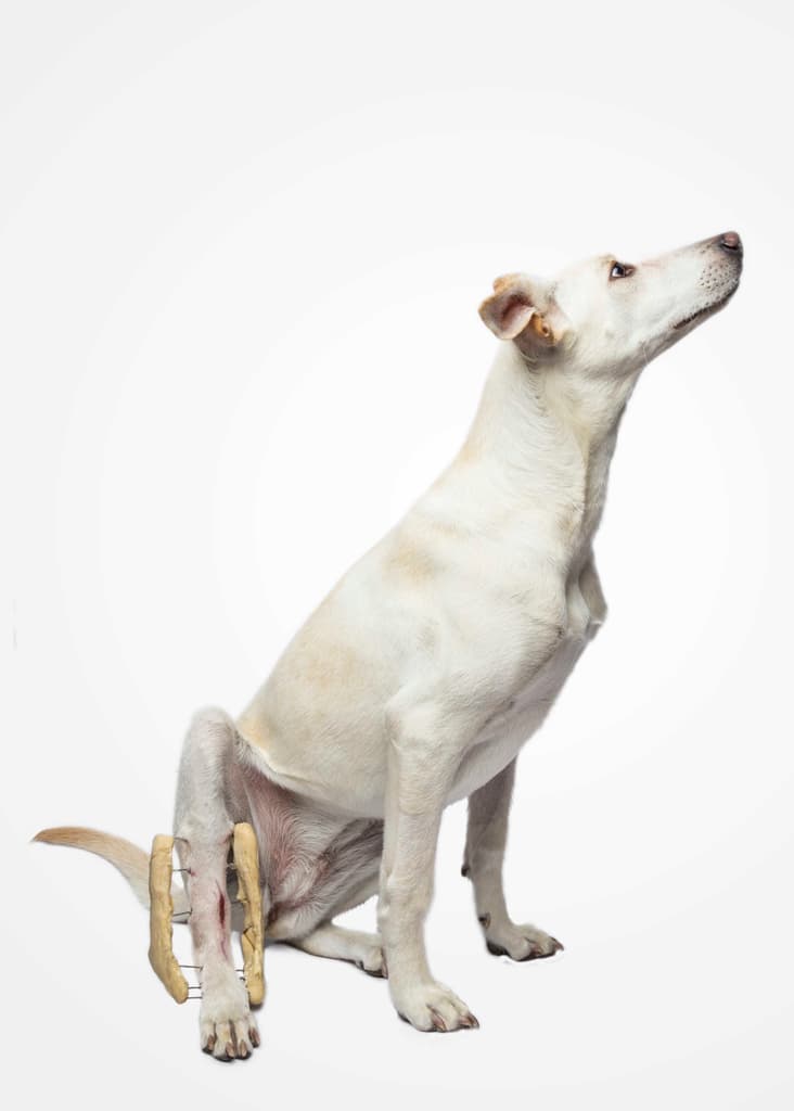 Luna, en recuperación