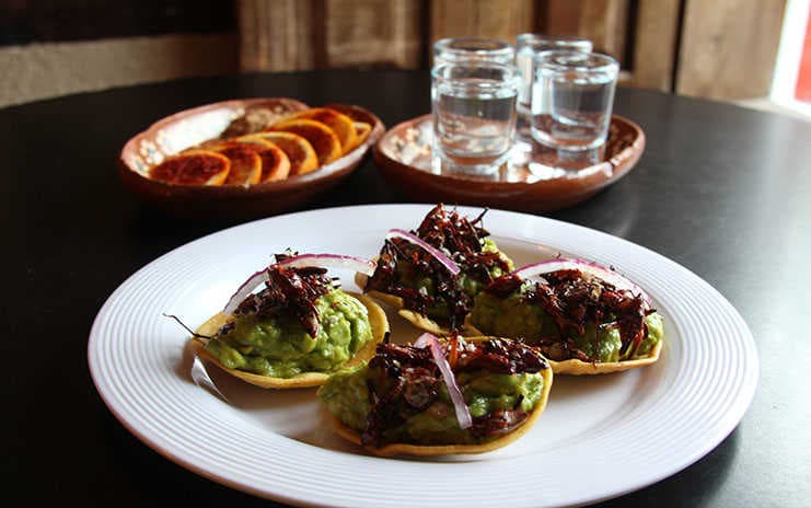 ¿Te imaginas a Frida echándose unos chapulines?