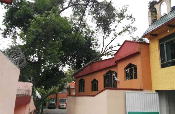 arbol caido por viento