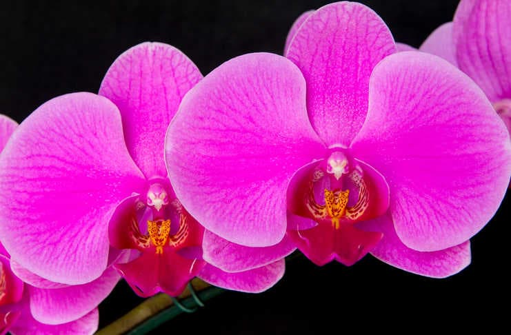 exposición de orquídeas