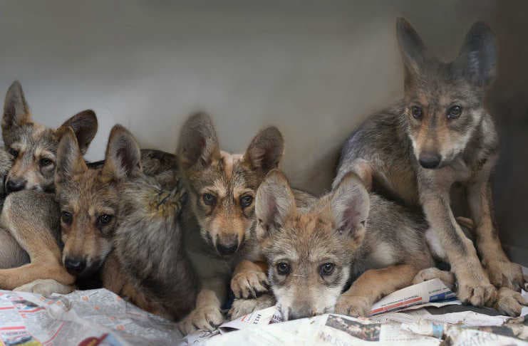 Cachorros-Lobo-Mexicano