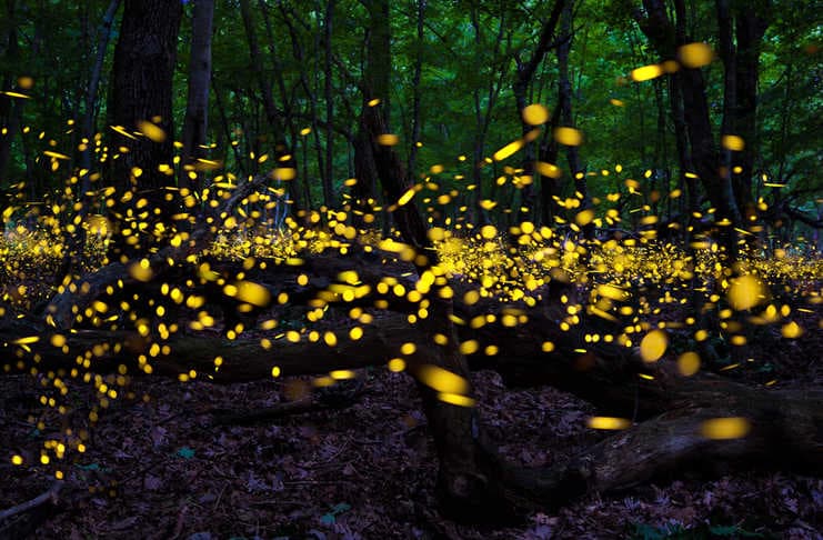 santuario de las luciérnagas