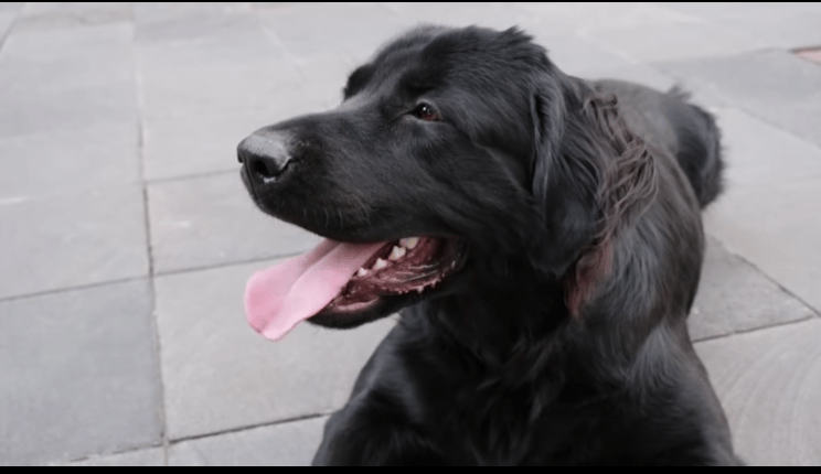 perro de palacio nacional