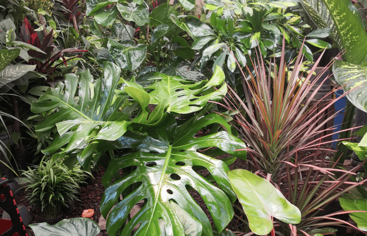 plantas para purificar el aire